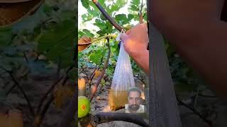 A Bag Of Water Would Do The Bending Work For Fruit Tree Branches farming ideas agriculture [upl. by Sherris760]