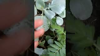 Genda ka paudha marigold gardenshortsterraceflowers flowergarden trending viralvideo plants [upl. by Oek]