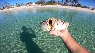 Flamed Streaked Box crab Calappa Flammea [upl. by Riddle]