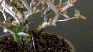 イボタノキE1（水蝋の木盆栽）Ligustrum obtusifolium bonsai [upl. by Llednor557]