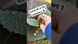 lichen gravestone graveyard cemetery plants gardening asmr asmrsounds asmrvideo peeling [upl. by Richy851]