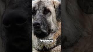 Denominaciones del mastín español mastin mastinespañol denomiación perros [upl. by Trilbi]