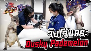 จิงโจ้แคระ Dusky Pademelon  เพื่อนรักสัตว์โอ๊ยเจ็บ EP80 [upl. by Intosh]