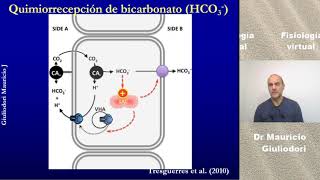 Fisiología renal regulación del equilibrio ácido – base o pH rápido simple y fácil en 5 minutos [upl. by Atnauqahs780]