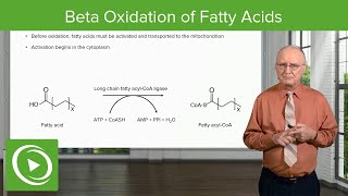 Beta Oxidation of Fatty Acids  Lipid Metabolism [upl. by Watters389]