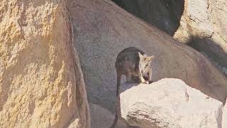 Rock Wallaby on Magnetic Island Queensland Australia [upl. by Bred]