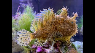 Hairy Frogfish hunting defective Maroon Clownfish [upl. by Efeek]