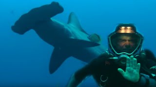 Diving with Hammerhead Sharks  Dive to Shark Volcano  BBC Earth [upl. by Tillfourd]