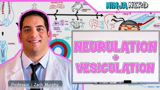 Embryology  Neurulation Vesiculation Neural Crest Cell Migration [upl. by Kennan]