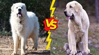 DOG TERMINATORs  SPANISH MASTIFF VS GREAT PYRENEES [upl. by Crispas126]