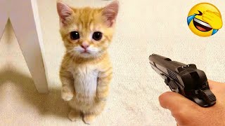 Funniest Animals 😂 New Funny Cats and Dogs Videos 😹🐶 Part 5 [upl. by Airet]