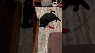 Video of adoptable pet named Medow [upl. by Siramed998]