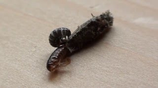 Metamorphosis of a Female Bagworm Moth [upl. by Crista]