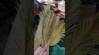 Natural cycas leaf palm for wedding events designs✨✨🌹🌹 cycasleaf cycas palm floralart [upl. by Carree]