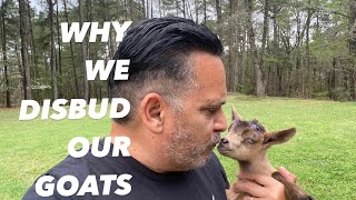 Why We Disbud Our Nigerian Dwarf Goats [upl. by Berenice]