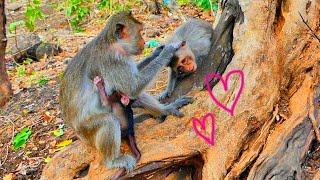 Good motherEven now monkey ALIKA has new baby monkey ALIS but she not forget her daughter LYLY [upl. by Bisset]