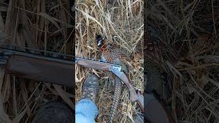 Pheasant Hunting Pt II pheasanthunting pheasant pheasants pheasant [upl. by Horatio942]