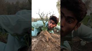 Magical Water💦for Plant growth😂 part11millonveiws viralvideo treeshorts faisalcreationshorts [upl. by Lovash]