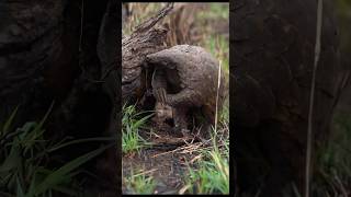 Pangolin  The Natural Shield pangolin shorts youtubeshorts animals wildlife nature fyp [upl. by Terrilyn]