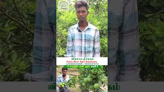 6 மாதத்தில் பலன் தரும் பாரி ரகம் EarlyBirdAgriSolutions farming agriculture fruit gardening [upl. by Gass236]