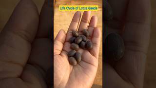 Life Cycle of Lotus Seeds in 14 Seconds shorts lotusseed ytshorts viral shortfeed plants [upl. by Nosreip513]