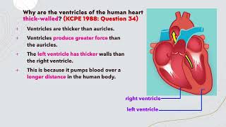 Explainer Lesson 14 Circulatory System Why do ventricles have thicker walls than the auricles [upl. by Eseilana]