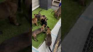 Belgian Malinois  Learn about this intelligent athletic and loyal breed [upl. by Egduj]