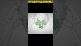 Bombardier Beetle’s Chemical Cannon [upl. by Eedoj]