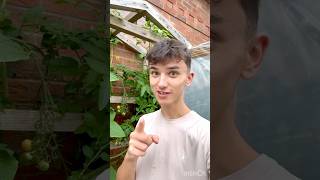 The WONKIEST Tomato EVER gardening gardeningtips homestead garden [upl. by Coshow17]