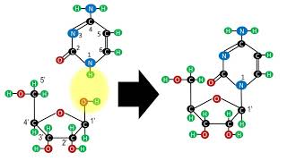 Biochemistry  Structure of nucleotides and nucleosides [upl. by Yarahs71]