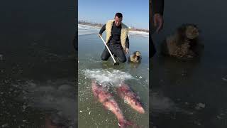 Este chico encontró peces congelados en el hielo 😰 [upl. by Eeroc]