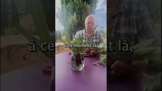 comment faire des boutures de laurier rose  jardinage bouture laurier plante conseil tuto [upl. by Hasty]