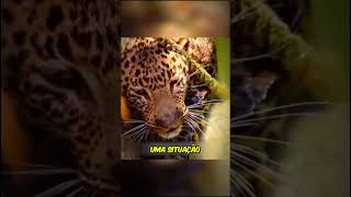 LEOPARDO PEDIU AJUDA PARA O GAROTO curiosidades fatoscuriosos vocesabiadisso leopardo [upl. by Lyndsie765]