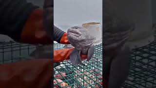 Amazing Moray Eel Big Eel Catching Eel Attack shorts shortvideo viral youtubeshorts [upl. by Nacul788]