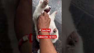 YouTube trending video youtube trending viralvideo shorts cute dog love pets puppy india [upl. by Narol]