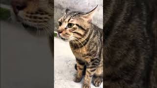 Baby kittens meowing  cute cat ❤️ shorts cat kitty tiktok meow cute [upl. by Ecnarrat]