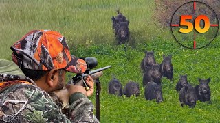 TOP 50 WILD BOAR SHOTS MOST EXCITING HUNTING SCENES hunting hog [upl. by Toole78]