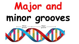 Major groove and minor groove [upl. by Annaek]