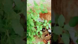 Jab apne part story history hallaj shahmansoor cat dialogue [upl. by Falcone]