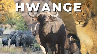 Hwange National Park  An unforgettable WILDLIFE SAFARI experience [upl. by Suiremed724]