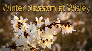 Vlog 145  28 January The garden is blooming [upl. by Altheta67]