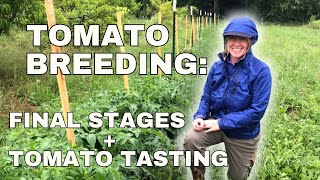 Tomato Breeding Final Steps  Tomato Tasting [upl. by Alhsa]