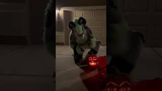 Doggy finds a cool Jack o’Lantern [upl. by Yrred]