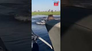 Hippopotamus Following Boat Video Shorts  Hippo Video  Hippo Chases Boat  News18 Punjab [upl. by Vona]