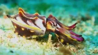 Science Today Colorful Cephalopods  California Academy of Sciences [upl. by Einnob653]