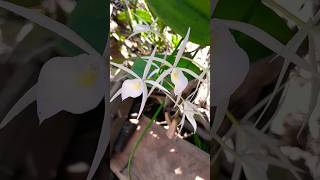 Orquidea brassavola [upl. by Trent]