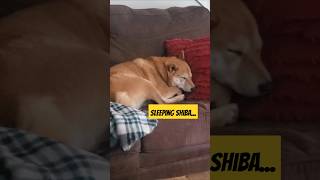 Sleeping Shiba Inu dogs shiba shibainu itsbadambro [upl. by Younger]