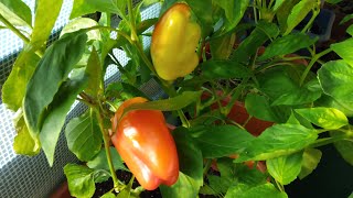 Balkon Garten Gemüse KW44  Urban Gardening  Paprika ohne Ende  Salat kann man nie genug haben [upl. by Martin]