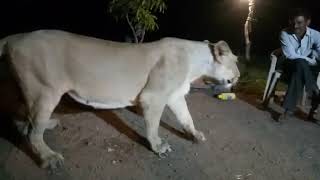 Another video of illegal lion show in Gir goes viral [upl. by Hgielrac]