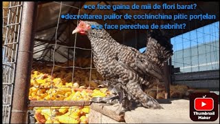 am scos cochinchina pitic porțelan la iarba🐓 [upl. by Fulks]